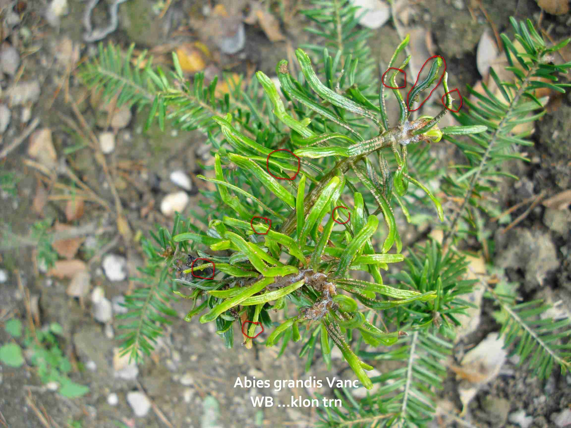 Abies grandisVanc...klon trn (1).jpg